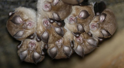 Bat Ecology and Bioacoustics Lab