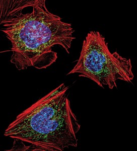 Fibroblast cells with nuclei in blue, mitochondria in green and the actin cytoskeleton in red.